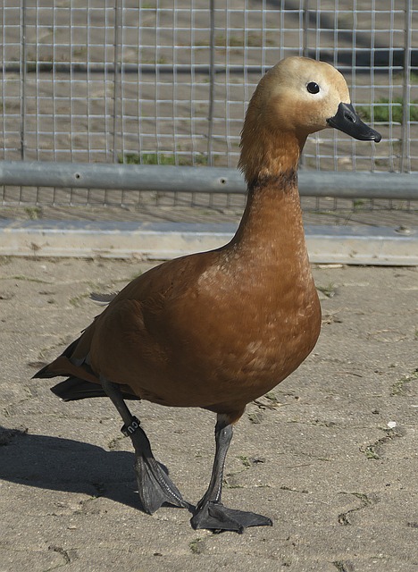 友妙传